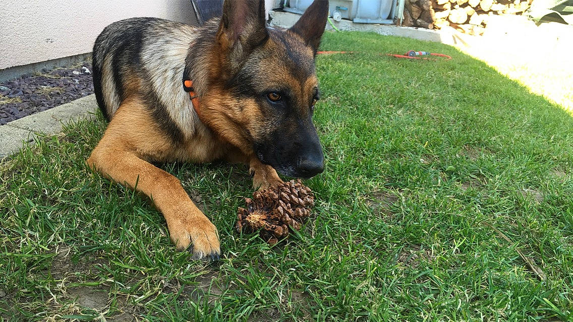 Naya participe au concours pour gagner de l'argent avec cette photo : belgian_shepherd, belgian_shepherd_malinois, canidae, carnivore, dog, dog_breed, east_european_shepherd, fawn, german_shepherd_dog, grass, king_shepherd, kunming_wolfdog, mammal, old_german_shepherd_dog, plant, rare_breed_dog, shiloh_shepherd_dog, snout, vertebrate, wolfdog