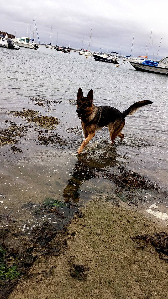 Naya a rejoint le concours — aidez-le/la à gagner de superbes lots ! belgian_shepherd_malinois, canidae, carnivore, dog, dog_breed, east_european_shepherd, german_shepherd_dog, herding_dog, king_shepherd, kunming_wolfdog, mammal, old_german_shepherd_dog, sea, sporting_group, wave, working_dog