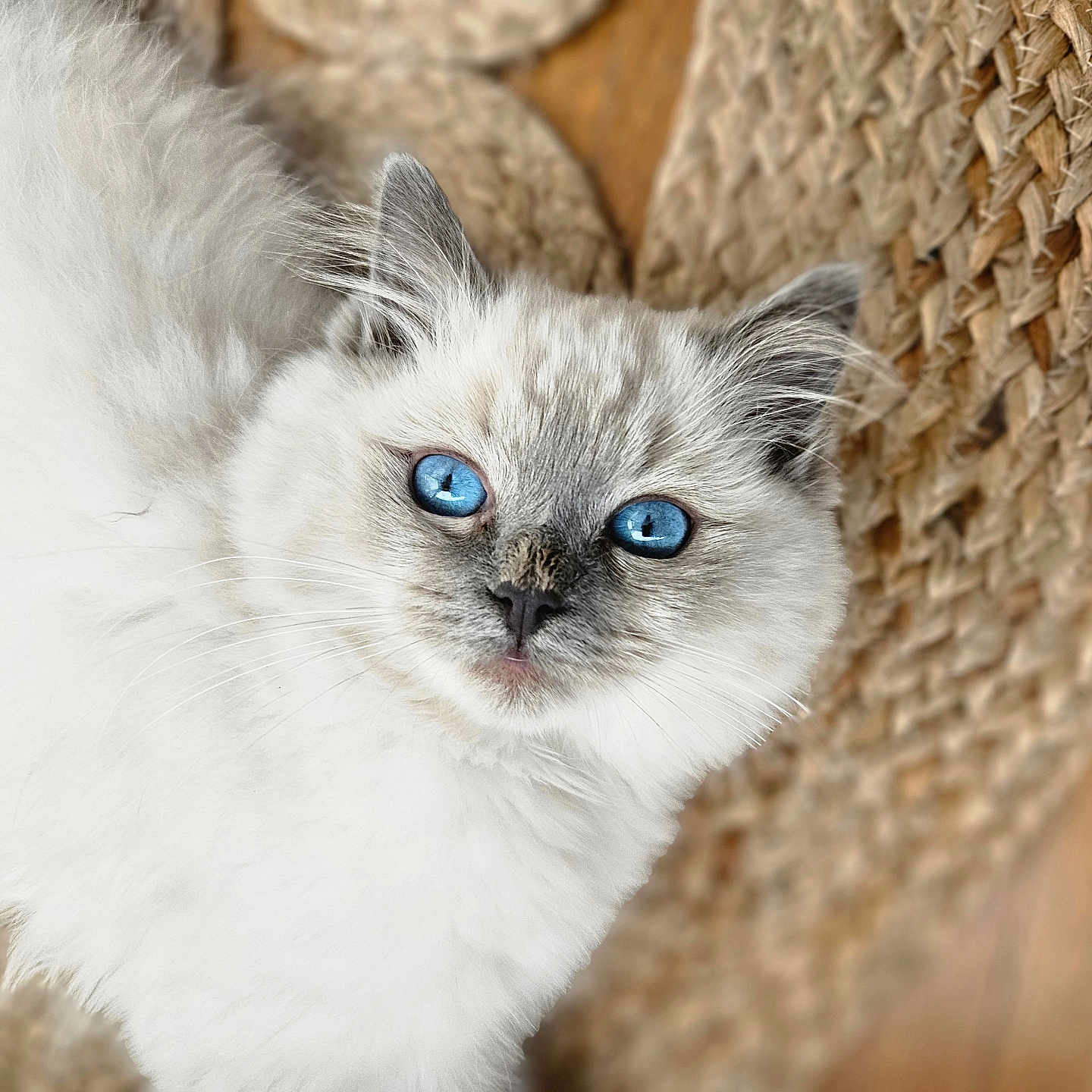 Yoda a rejoint le concours — aidez-le/la à gagner de superbes lots ! angora, animal, cat, kitten, manx, pet, siamese, wood