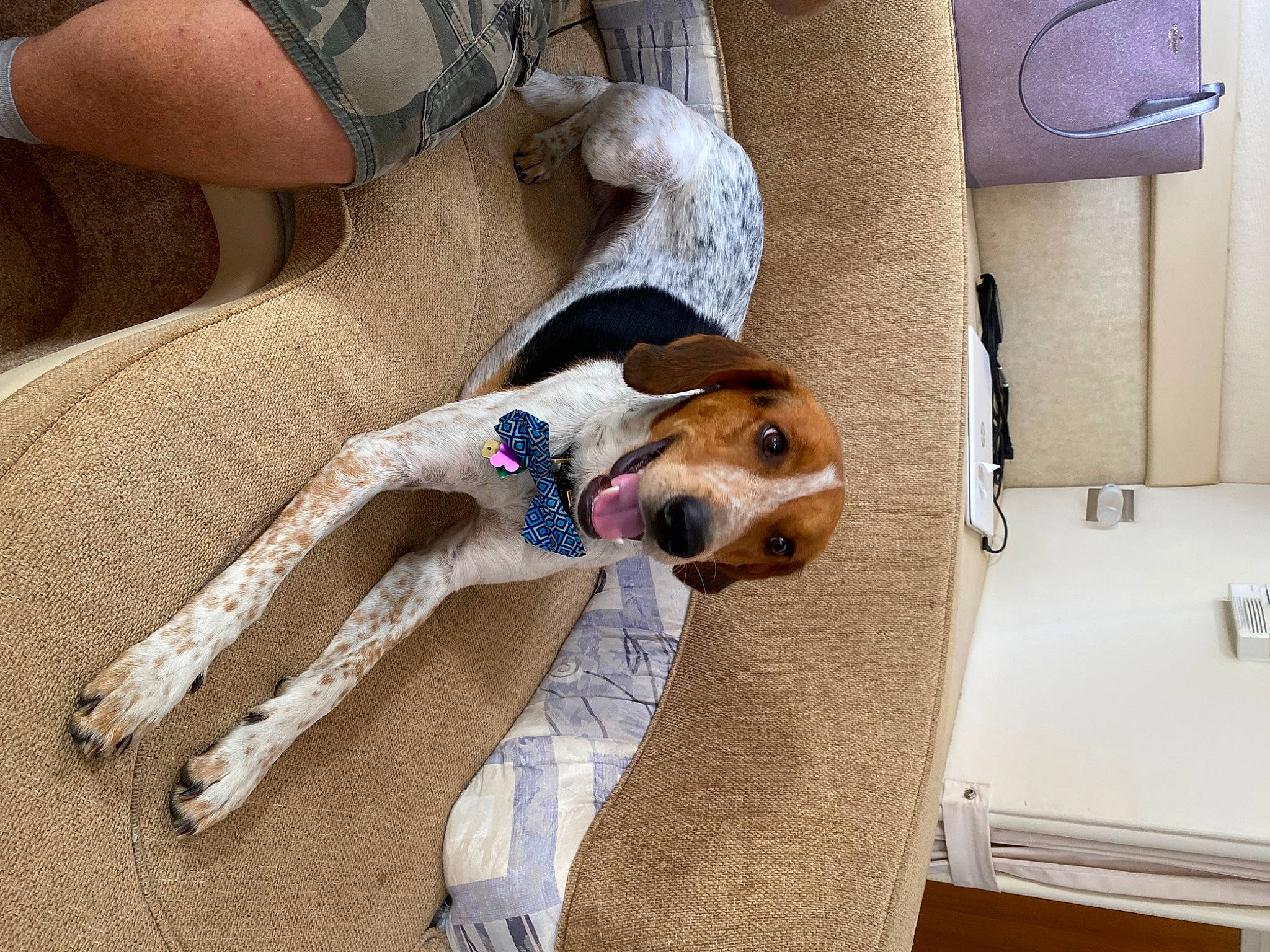 Marley is registered to the contest to win money with this photo: beagle_harrier, canidae, car_seat, carnivore, collar, comfort, companion_dog, dog, dog_breed, dog_supply, fawn, finnish_hound, hound, linens, pet_supply, scent_hound, sporting_group, vehicle_door, wrist