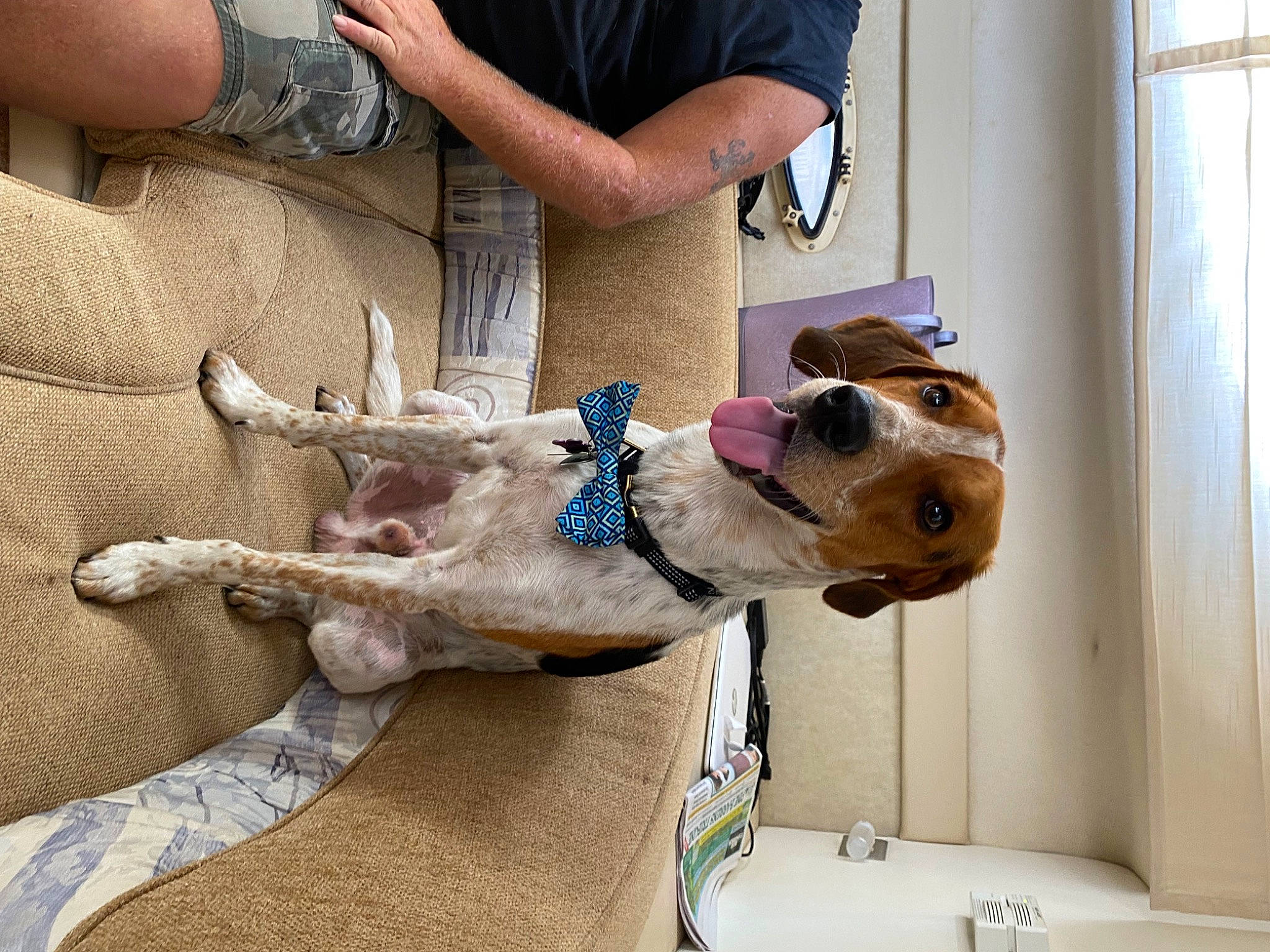 Marley joined the competition — help win amazing prizes! canidae, carnivore, collar, comfort, companion_dog, dog, dog_breed, dog_collar, dog_supply, fawn, fur, jaw, pet_supply, snout, sporting_group, tail, toy, window, wood, working_animal