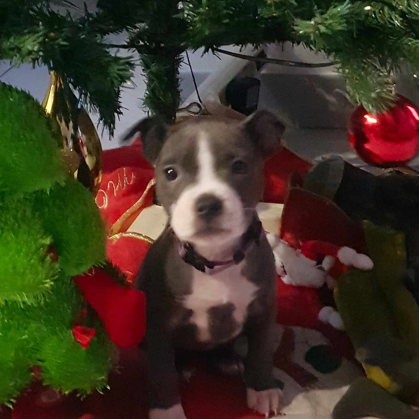 Lady participe au concours pour gagner de l'argent avec cette photo : canidae, carnivore, christmas, christmas_decoration, christmas_eve, christmas_ornament, christmas_tree, collar, companion_dog, costume_accessory, dog, dog_breed, dog_supply, evergreen, holiday, holiday_ornament, interior_design, ornament, snout, sporting_group