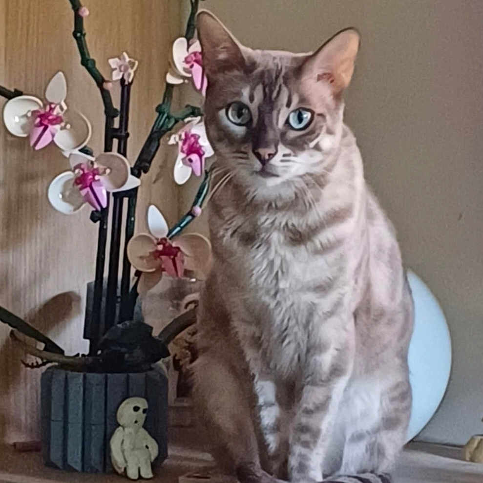Sayu a rejoint le concours — aidez-le/la à gagner de superbes lots ! anemone, angora, animal, cat, flower, flowerarrangement, flowerbouquet, ikebana, jar, kitten, manx, pet, petal, plant, pottedplant, pottery, toy, vase, window, windowsill