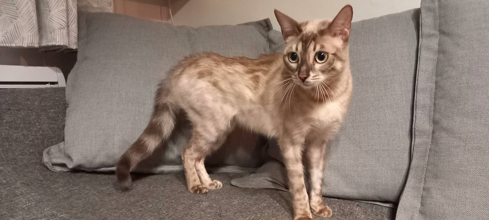 Sayu participe au concours pour gagner de l'argent avec cette photo : carnivore, cat, claw, comfort, domestic_short_haired_cat, fawn, felidae, fur, oriental_shorthair, paw, small_to_medium_sized_cats, snout, tail, terrestrial_animal, whiskers, window