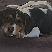 Miss Winston is registered to the contest to win money with this photo: dog, resting, couch, black_and_white, brown, pet, indoor, relaxed, sleepy, fur, animal, paw, companion, two_dogs, cozy, domestic, cute, comfort, laying, home