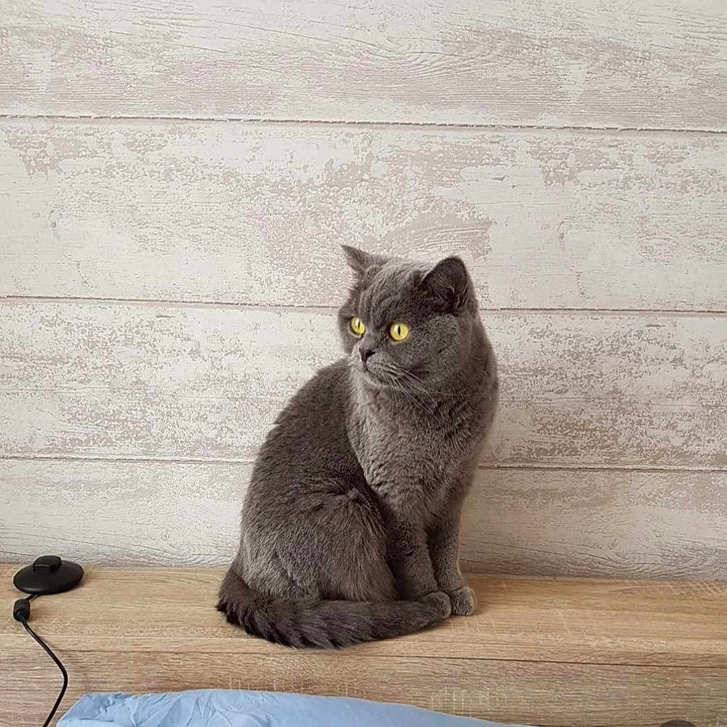 Isis participe au concours pour gagner de l'argent avec cette photo : angora, animal, blackcat, cat, computerhardware, desk, electronics, furniture, hardware, hardwood, indoors, interiordesign, kitten, manx, mouse, pet, stainedwood, table, wedge, wood