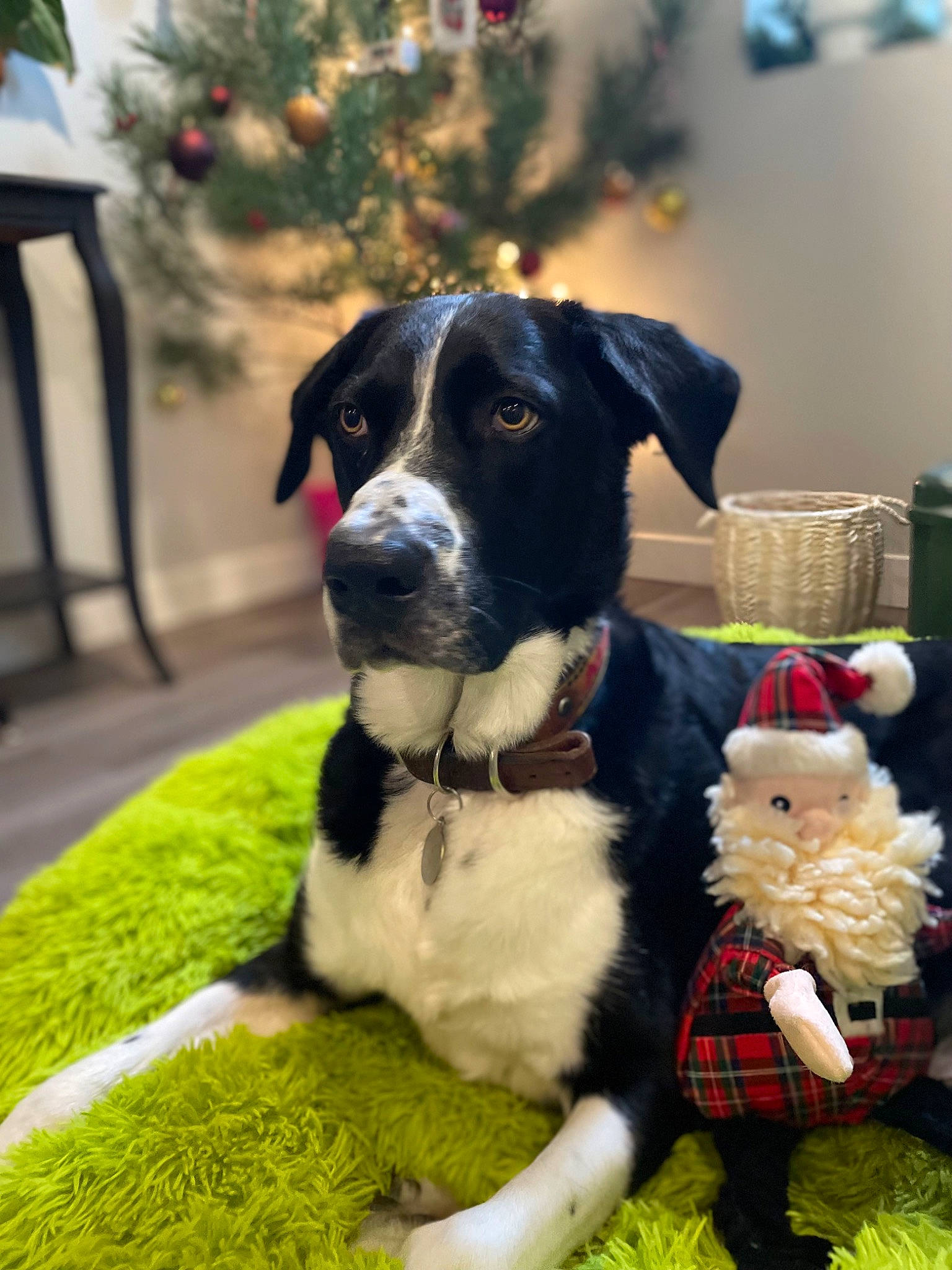 Atticus is registered to the contest to win money with this photo: carnivore, christmas, christmas_tree, collar, companion_dog, dog, dog_breed, dog_collar, dog_supply, event, fur, grass, green, leash, mammal, plant, toy, tree, vertebrate, working_animal
