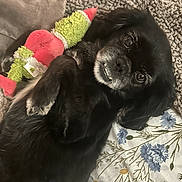 Lulu is registered to the contest to win money with this photo: dog, black_dog, plush_toy, bed, blanket, floral_sheet, pet, animal, cute, lying_down, cozy, indoor, playing, soft_toy, resting, companion, fur, expression, looking, domestic_animal