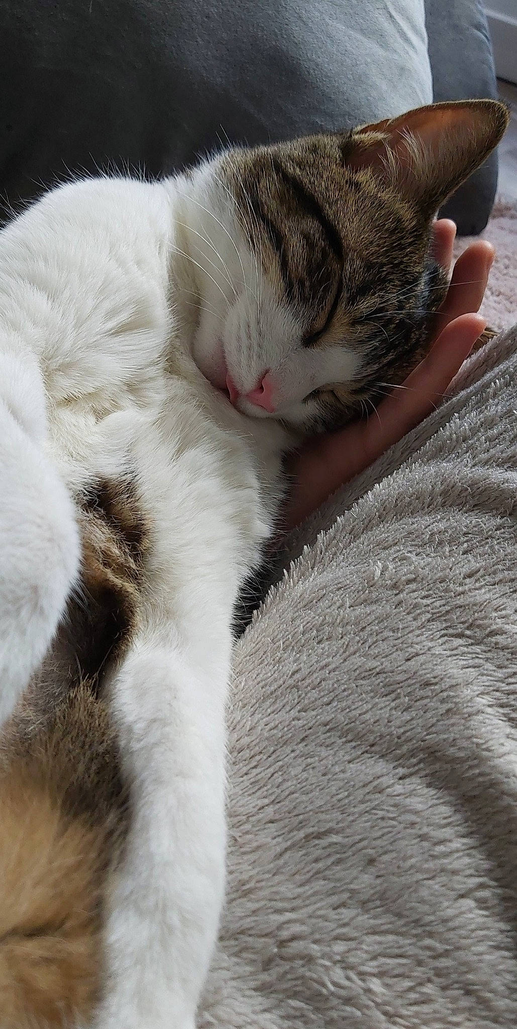 Pepsie participe au concours pour gagner de l'argent avec cette photo : aegean_cat, american_wirehair, asian, carnivore, cat, claw, domestic_short_haired_cat, ear, european_shorthair, fawn, felidae, fur, kitten, nap, paw, polydactyl_cat, small_to_medium_sized_cats, snout, whiskers