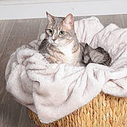 Kiko is registered to the contest to win money with this photo: animal, basket, blanket, cat, cozy, curious, cute, domestic_cat, feline, floor, fur, gray_cat, home, indoor, pet, relaxed, resting, soft, white_cat, wooden_floor