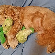 Jake is registered to the contest to win money with this photo: animal, blanket, canine, comfort, cozy, cute, dog, fur, golden, indoor, nap, paws, pet, plush, relaxed, resting, sleeping, soft, stuffed_toy, toy