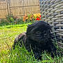 Nala Godfrey is registered to the contest to win money with this photo: puppy, dog, grass, outdoor, sunlight, flower, fence, garden, wicker_chair, black_fur, pet, young_dog, nature, summer, closeup, animal, resting, cute, small_dog, fluffy