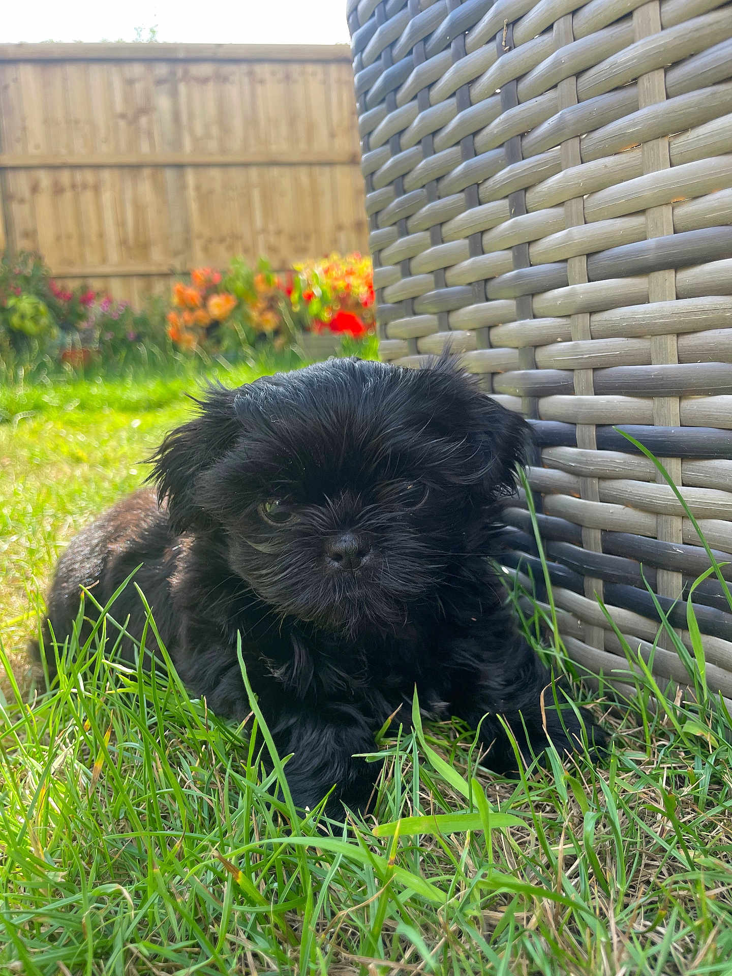 Nala Godfrey joined the competition — help win amazing prizes! puppy, dog, black_fur, grass, outdoor, garden, fence, wicker_chair, sunlight, pet, cute, small, animal, nature, summer, relaxing, fur, young, mammal, fluffy