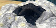 Nala Godfrey is registered to the contest to win money with this photo: puppy, dog, blanket, fluffy, cozy, black, fur, soft, yellow_spots, peeking, shy, table, outdoor, fence, blurred_background, cute, sleepy, small, pet, nestled