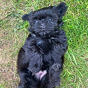 Nala Godfrey joined the competition — help win amazing prizes! puppy, dog, black_fur, grass, outdoor, cute, pet, lying_down, fluffy, young, animal, nature, playful, small, adorable, mammal, canine, fur, eyes, belly
