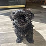Nala Godfrey joined the competition — help win amazing prizes! puppy, dog, black_fur, pet, indoor, floor, wooden_floor, sunlight, shadow, small, cute, fur, animal, looking_up, young, adorable, canine, companion, domestic_animal, curious