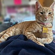 Ham is registered to the contest to win money with this photo: cat, orange_tabby, pet, collar, tag, indoor, feline, relaxed, animal, fur, whiskers, bed, blanket, plaid, resting, domestic_animal, cute, closeup, portrait, soft_focus