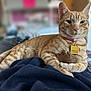 cat, orange_tabby, pet, collar, tag, indoor, feline, relaxed, animal, fur, whiskers, bed, blanket, plaid, resting, domestic_animal, cute, closeup, portrait, soft_focus