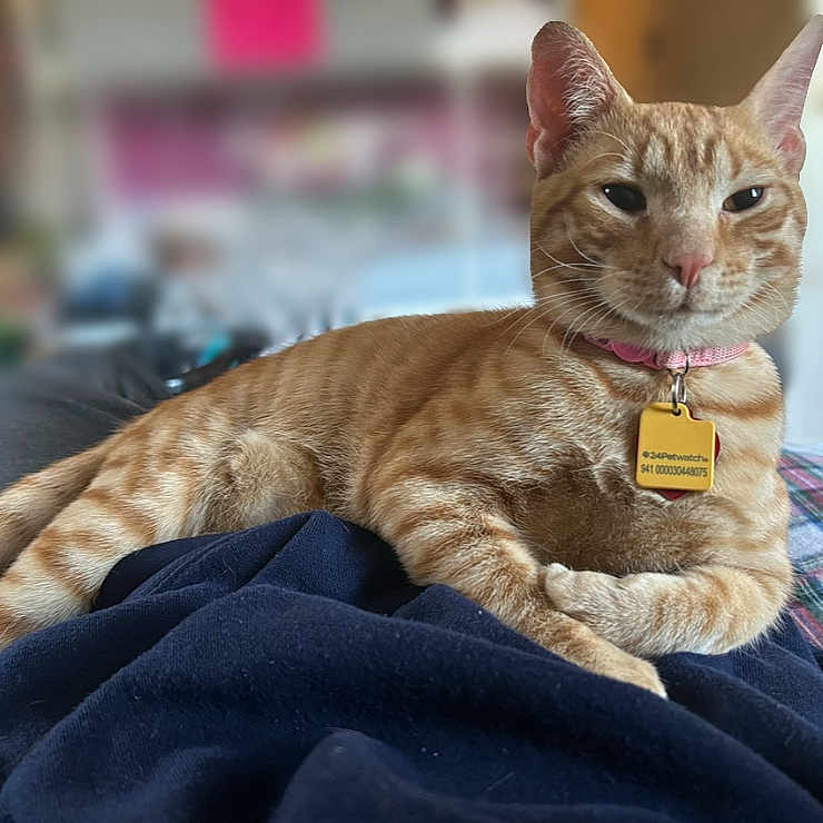Ham
