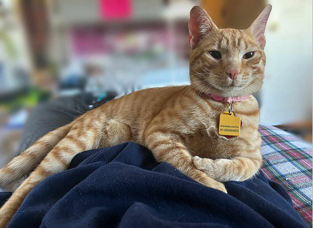 Ham is registered to the contest to win money with this photo: cat, orange_tabby, pet, collar, tag, indoor, feline, relaxed, animal, fur, whiskers, bed, blanket, plaid, resting, domestic_animal, cute, closeup, portrait, soft_focus