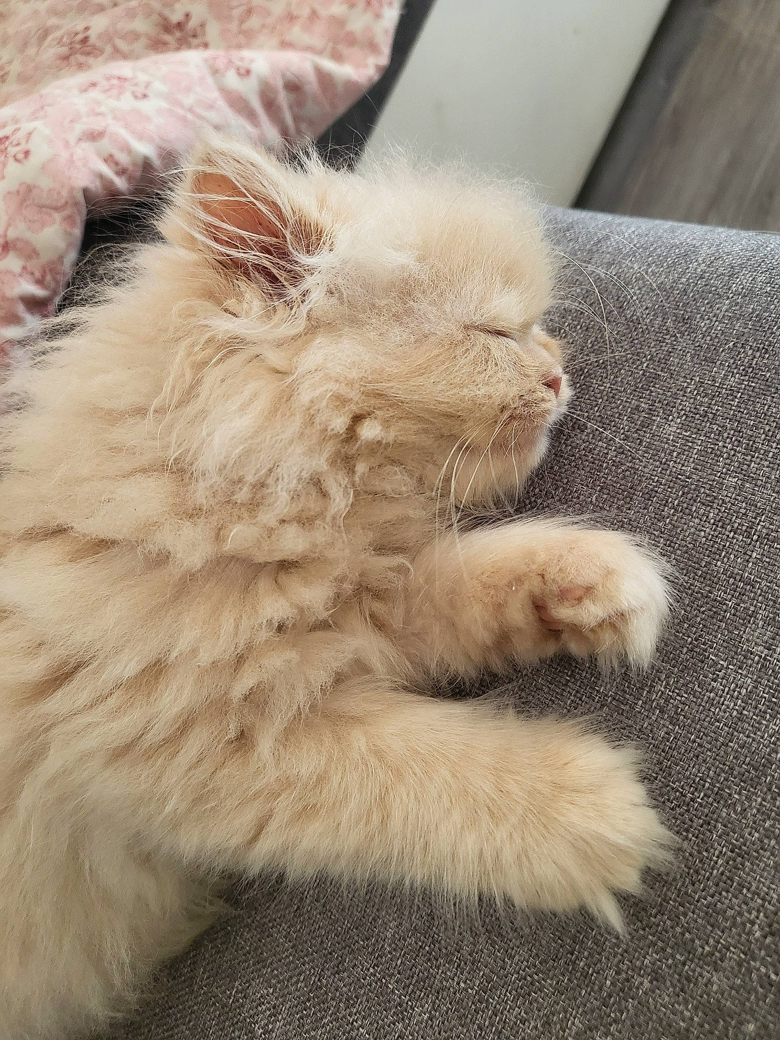 Sissi participe au concours pour gagner de l'argent avec cette photo : british_longhair, canidae, carnivore, cat, claw, comfort, domestic_short_haired_cat, eye, fawn, felidae, fur, nap, paw, selkirk_rex, small_to_medium_sized_cats, tail, terrestrial_animal, whiskers, wildlife
