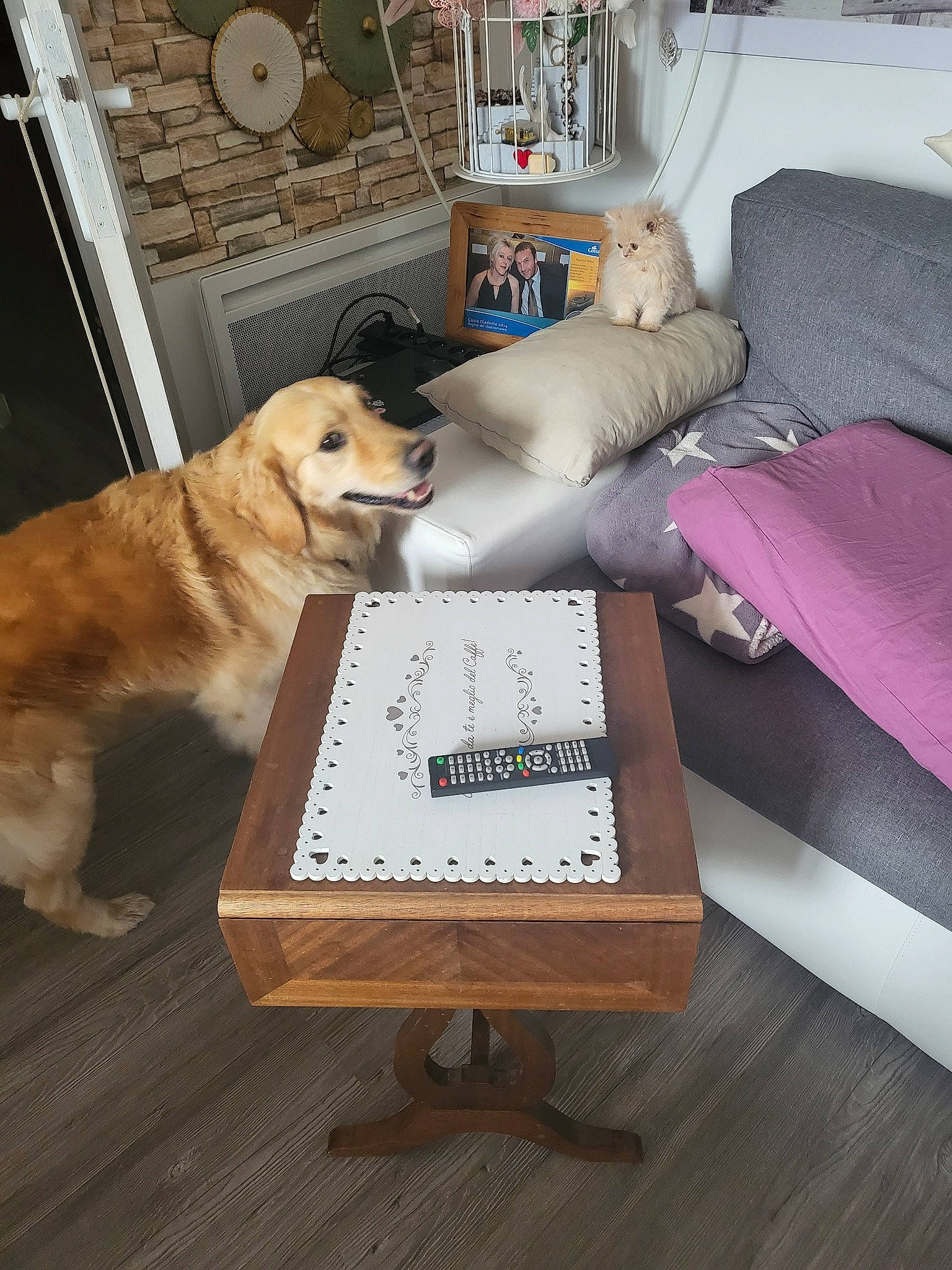 Sissi a rejoint le concours — aidez-le/la à gagner de superbes lots ! carnivore, chair, coffee_table, comfort, companion_dog, couch, dog, dog_breed, fawn, floor, flooring, hardwood, laminate_flooring, rectangle, room, studio_couch, table, varnish, wood, wood_stain