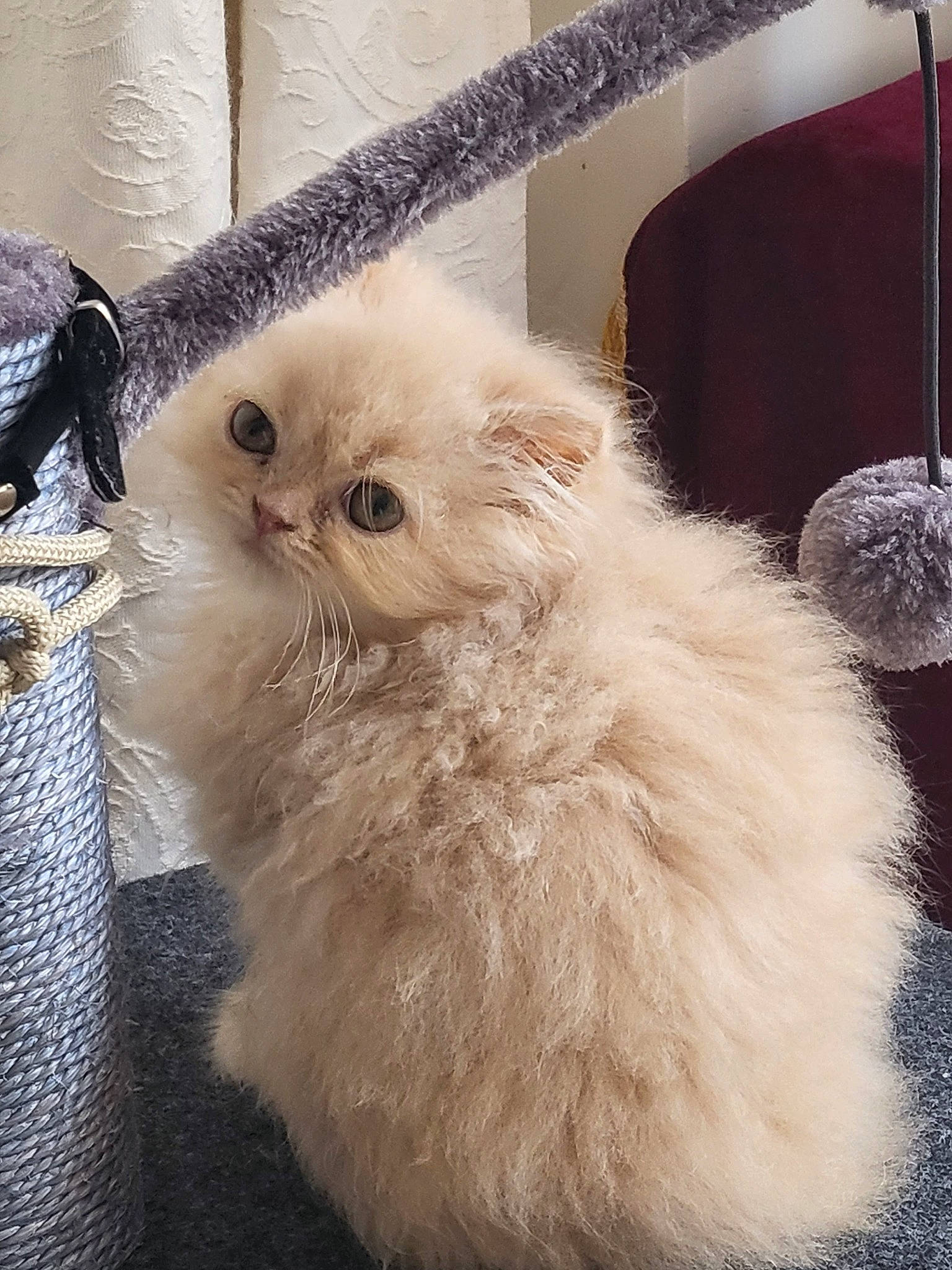 Sissi a rejoint le concours — aidez-le/la à gagner de superbes lots ! carnivore, cat, fawn, felidae, fur, paw, persian, small_to_medium_sized_cats, snout, tail, terrestrial_animal, whiskers, wood