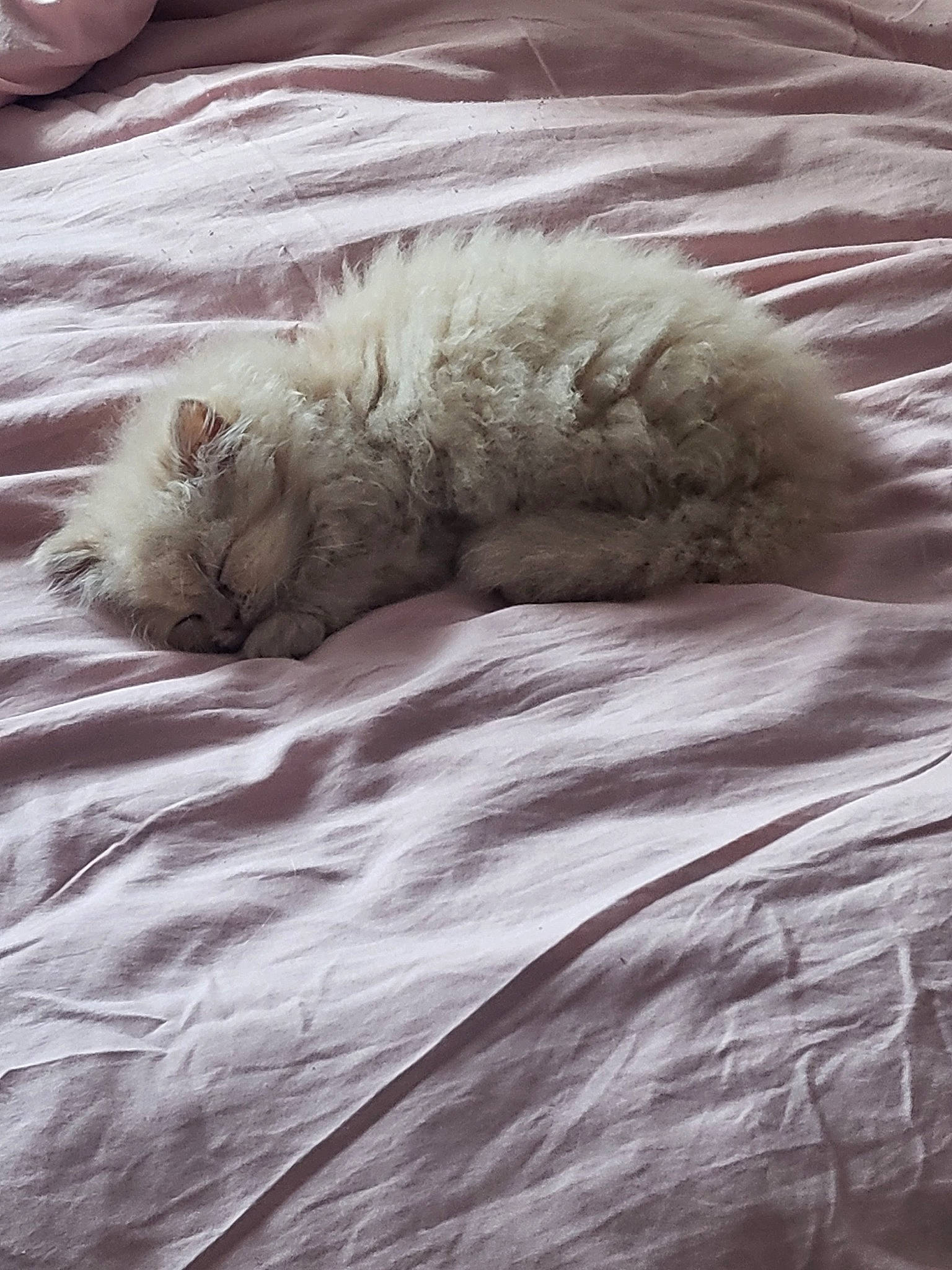 Sissi a rejoint le concours — aidez-le/la à gagner de superbes lots ! british_longhair, carnivore, cat, comfort, duvet, felidae, fur, grey, linens, mattress, nap, paw, ragdoll, sleep, small_to_medium_sized_cats, snout, sporting_group, tail, terrestrial_animal, whiskers