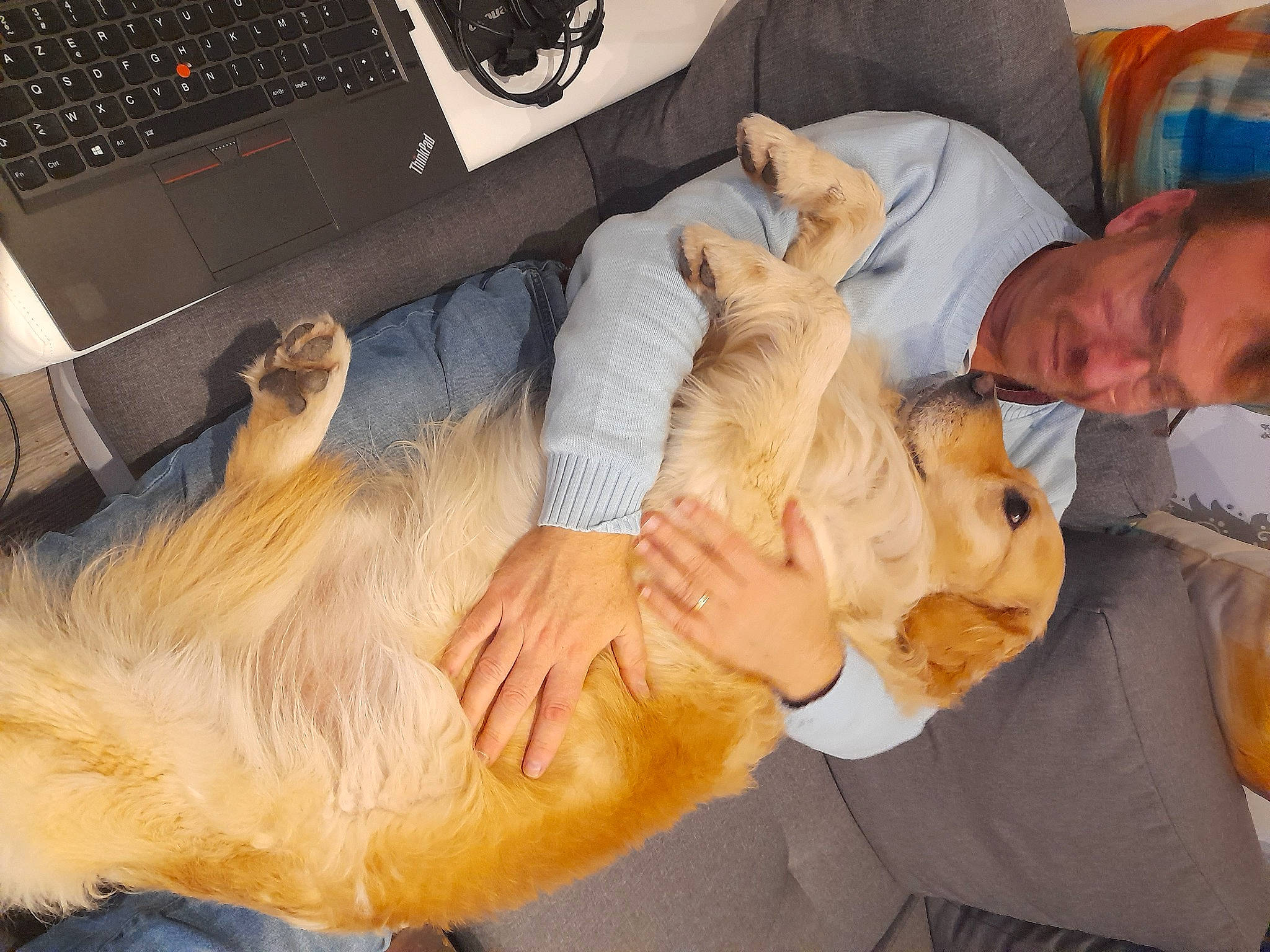 Hawkeye participe au concours pour gagner de l'argent avec cette photo : abdomen, big_cats, carnivore, comfort, companion_dog, dog, dog_breed, ear, fawn, felidae, fun, fur, gesture, home_appliance, jaw, lap, lion, small_to_medium_sized_cats, sporting_group, vertebrate