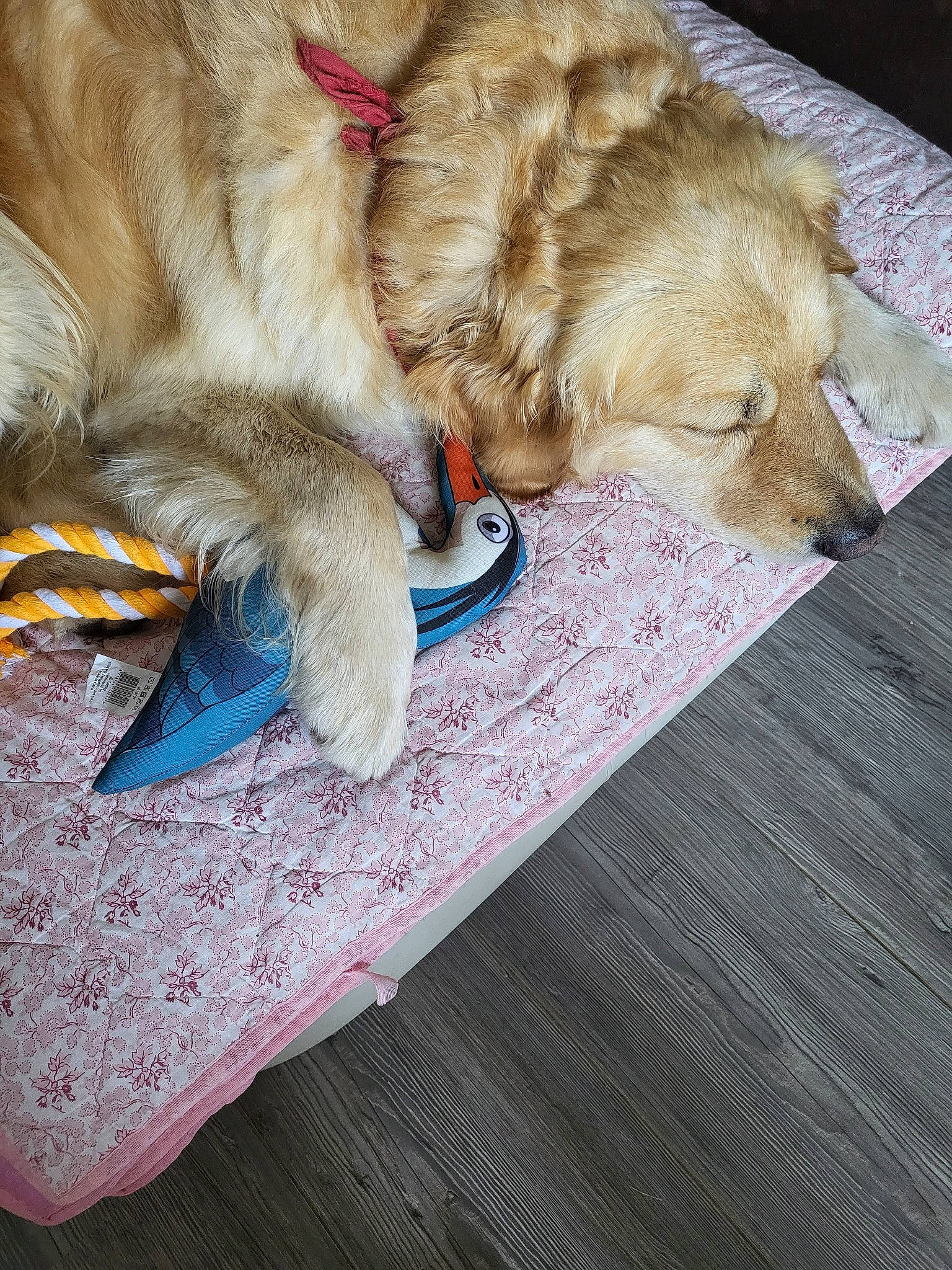 Hawkeye a rejoint le concours — aidez-le/la à gagner de superbes lots ! canidae, carnivore, comfort, companion_dog, dog, dog_breed, dog_supply, fawn, felidae, flooring, fur, liver, mammal, nap, paw, pet_supply, small_to_medium_sized_cats, sporting_group, whiskers, wood