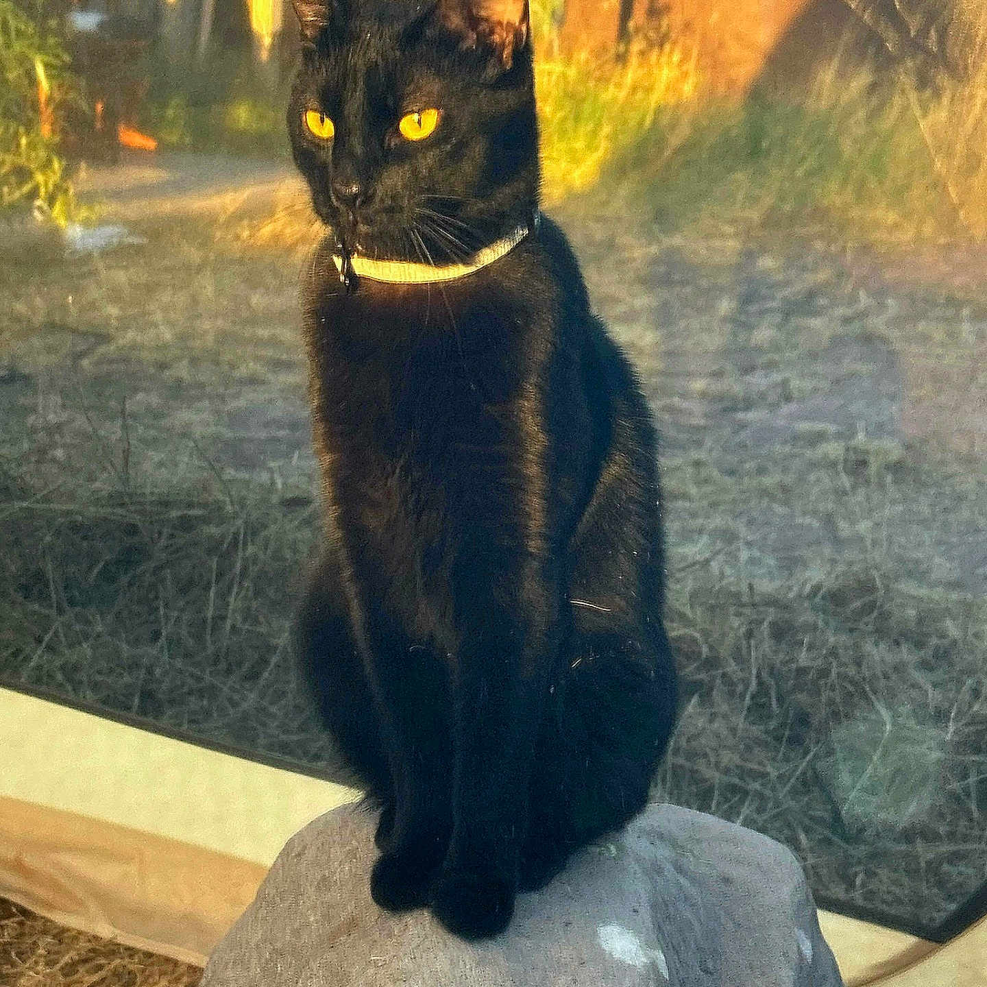 Toothless