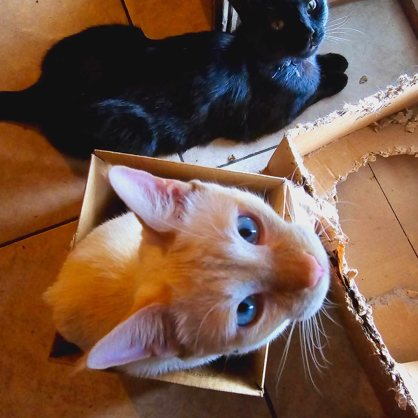 Crybaby is registered to the contest to win money with this photo: abyssinian, animal, blackcat, box, cardboard, carton, cat, computer, couch, electronics, furniture, hardwood, indoors, kitten, laptop, manx, pc, pet, plywood, wood