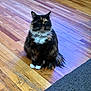 cat, calico, indoor, wooden_floor, pet, feline, sitting, fur, whiskers, paws, animal, cute, domestic, relaxed, looking, house, home, mammal, quiet, calm