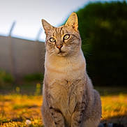 Tigrou participe au concours pour gagner de l'argent avec cette photo : cat, animal, outdoor, grass, sunlight, feline, pet, nature, blurred_background, sitting, portrait, fur, whiskers, ears, eyes, daylight, mammal, domestic_animal, cute, calm