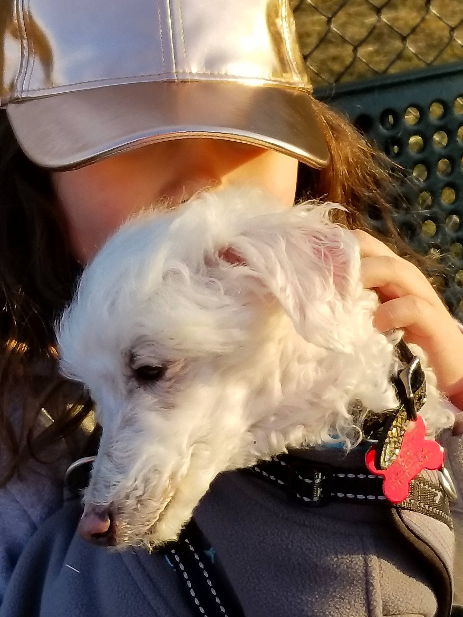 Tumnus joined the competition — help win amazing prizes! canidae, carnivore, companion_dog, dog, dog_breed, dog_collar, maltese, non_sporting_group, west_highland_white_terrier