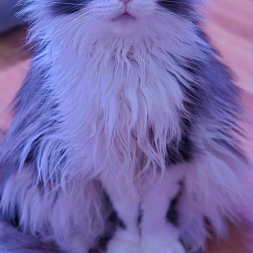 Ruby a rejoint le concours — aidez-le/la à gagner de superbes lots ! abyssinian, angora, animal, canine, cat, dog, hardwood, indoors, interiordesign, kitten, manx, pattern, pet, plywood, purple, siamese, wood
