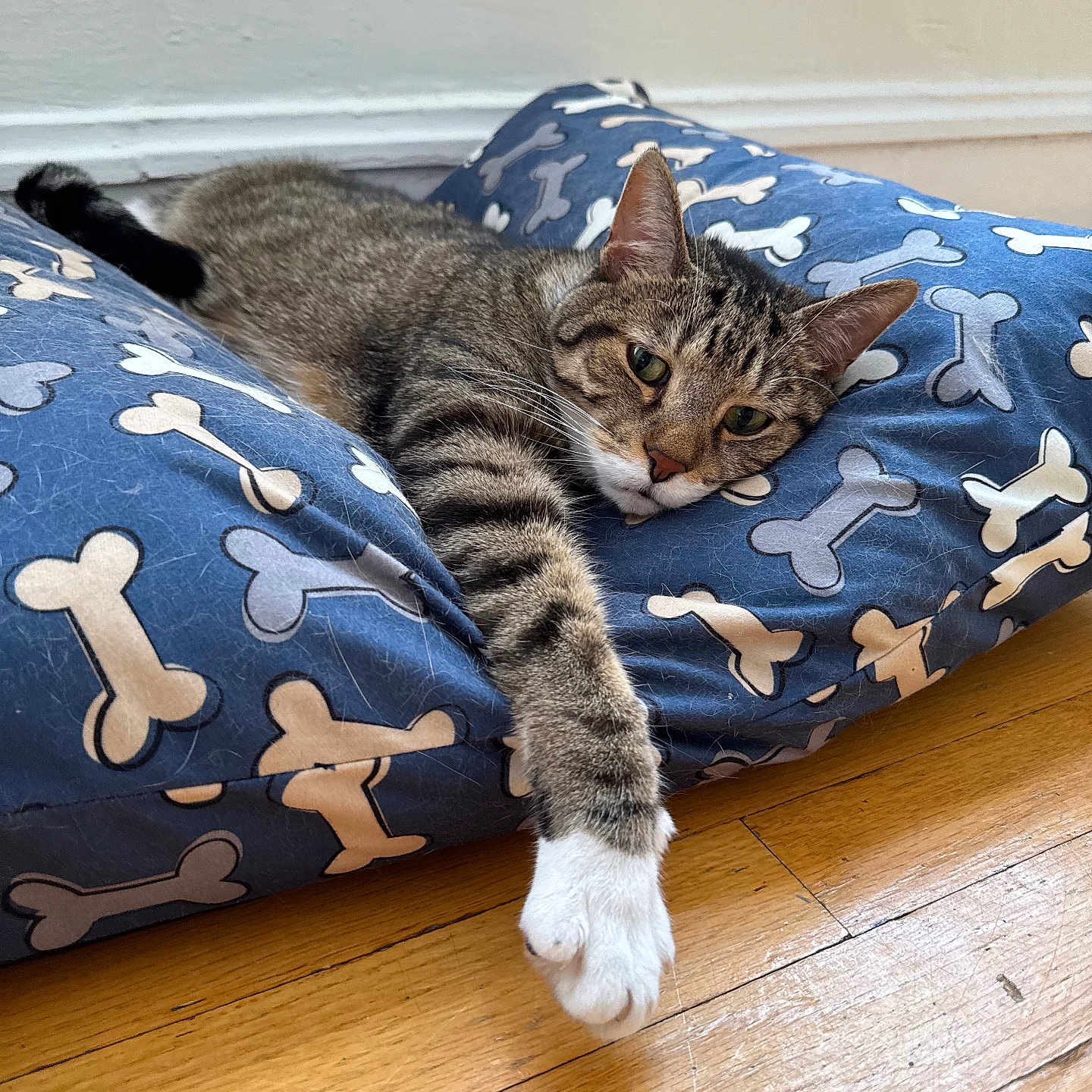 Prince joined the competition — help win amazing prizes! cat, tabby, cushion, dog_bone_pattern, blue, floor, wooden_floor, indoor, pet, relaxed, stretching, paw, animal, feline, resting, closeup, home, cute, sleepy, cozy