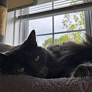 Ace is registered to the contest to win money with this photo: cat, black_cat, pet, indoor, window, green_eyes, soft_bed, relaxed, feline, resting, cozy, natural_light, blurred_background, home, animal, sleepy, whiskers, ears, fur, quiet