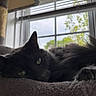 cat, black_cat, pet, indoor, window, green_eyes, soft_bed, relaxed, feline, resting, cozy, natural_light, blurred_background, home, animal, sleepy, whiskers, ears, fur, quiet