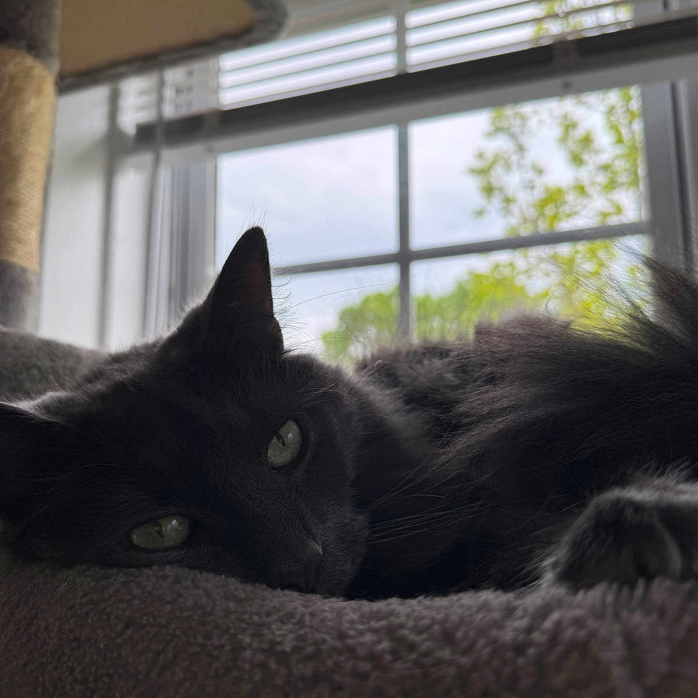Ace is registered to the contest to win money with this photo: cat, black_cat, pet, indoor, window, green_eyes, soft_bed, relaxed, feline, resting, cozy, natural_light, blurred_background, home, animal, sleepy, whiskers, ears, fur, quiet
