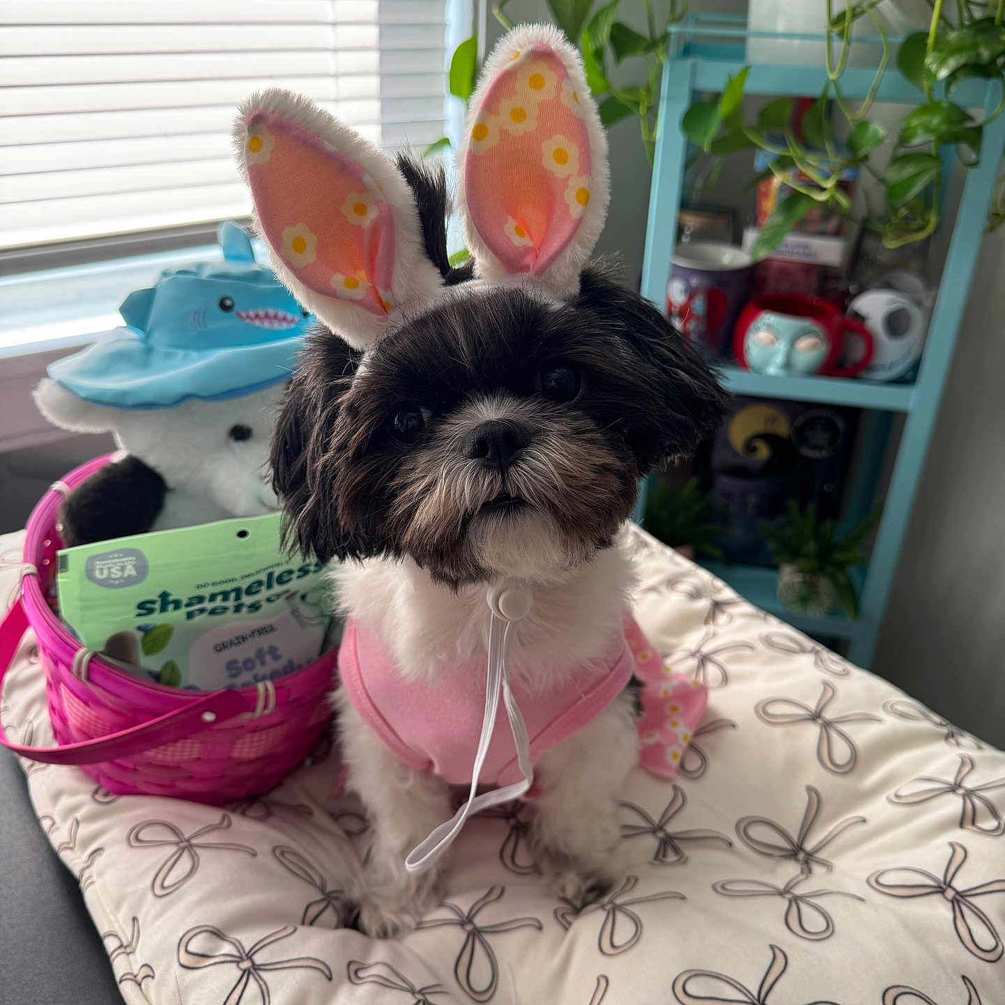 Luna joined the competition — help win amazing prizes! dog, bunny_ears, pink_outfit, cushion, basket, stuffed_animal, shark_hat, plants, window_blinds, mugs, shelf, indoor, pet_supplies, black_and_white, cute, small_dog, costume, decor, playful, cozy