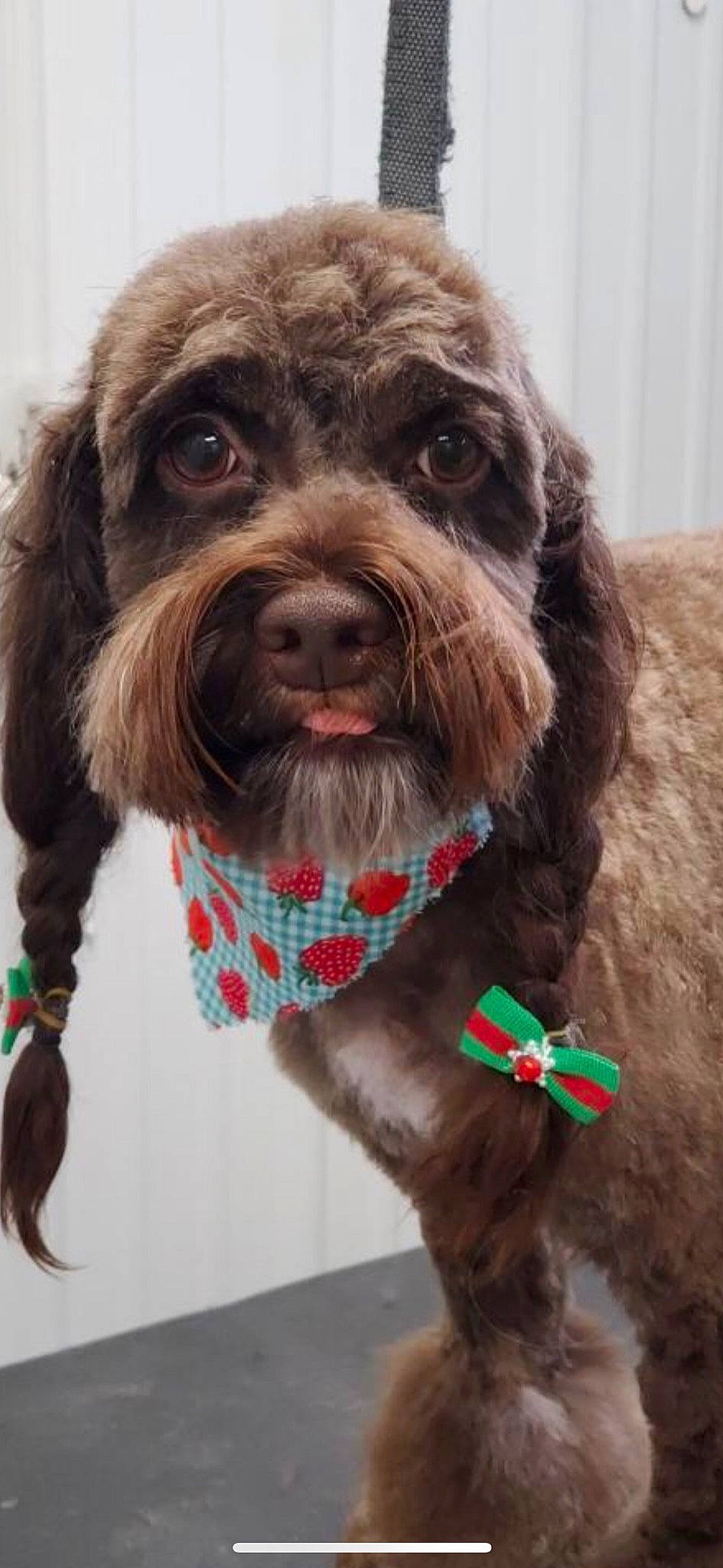 Mya joined the competition — help win amazing prizes! canidae, carnivore, cocker_spaniel, collar, companion_dog, dog, dog_breed, dog_clothes, dog_collar, dog_supply, fictional_character, fur, liver, snout, spaniel, sporting_group, terrier, toy_dog, water_dog, working_animal