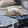 dog, white_dog, sleeping, bed, pillow, blanket, clothes, indoor, pet, resting, harness, fur, cozy, relaxed, canine, living_room, domestic_animal, quiet, nap, household