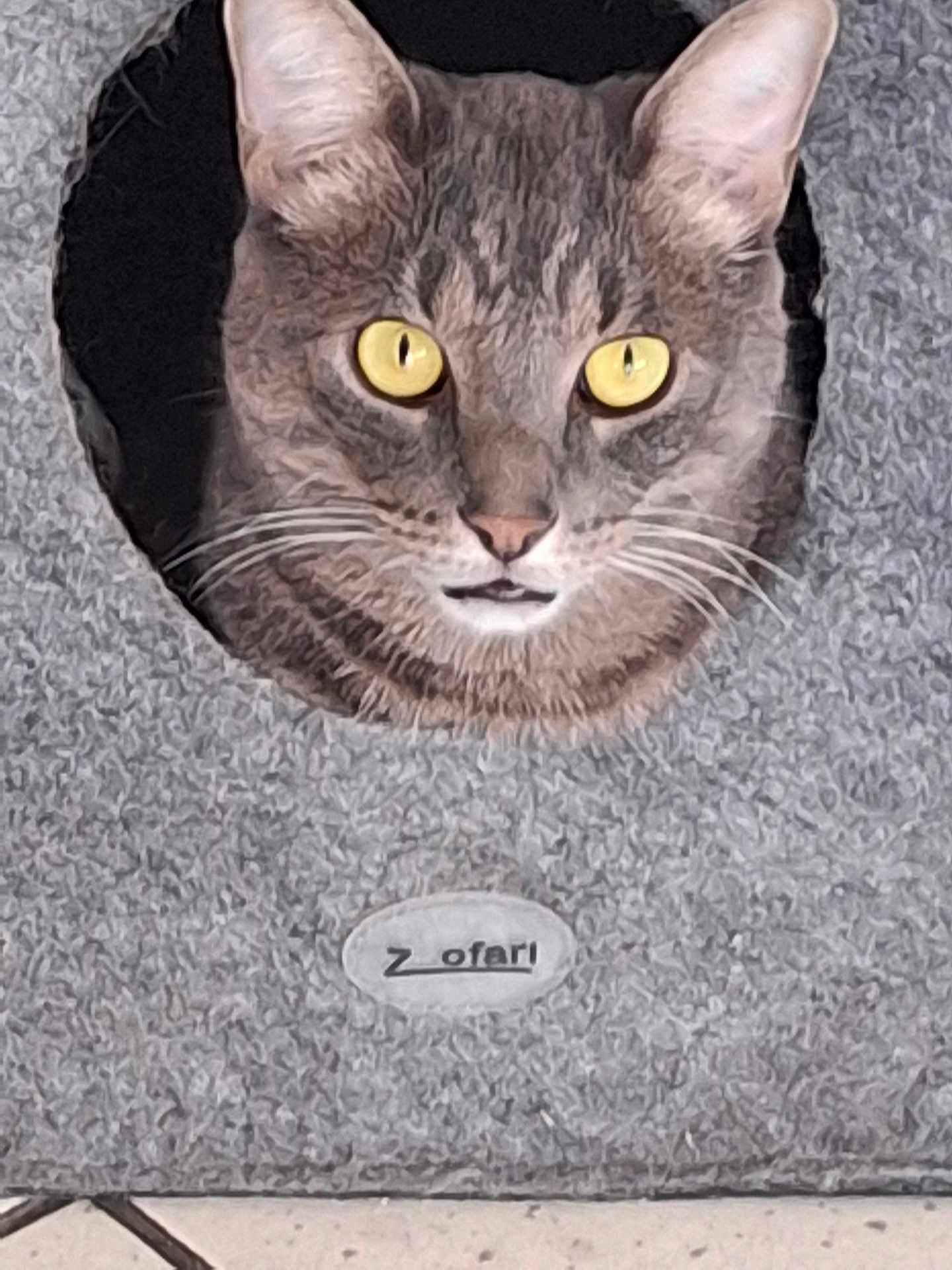 César participe au concours pour gagner de l'argent avec cette photo : animal, cat, cat_house, circular_opening, close_up, cozy, curious, cute, domestic_animal, feline, floor_tile, fur, gray_cat, indoor, label, pet, tabby, texture, whiskers, yellow_eyes