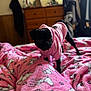 Luci joined the competition — help win amazing prizes! animal, bed, black_dog, blanket, cartoon, clothing, cozy, curious, cute, dog, dresser, furniture, indoor, pattern, paw_prints, pet, pink_hoodie, pug, soft_texture, standing