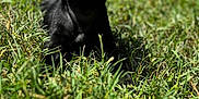 Luci joined the competition — help win amazing prizes! animal, black_pug, canine, cute, dog, fur, grass, greenery, happy, lying_down, nature, outdoor, pet, playful, puppy, small_dog, smiling, summer, sunlight, tongue_out