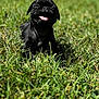 animal, black_pug, canine, cute, dog, fur, grass, greenery, happy, lying_down, nature, outdoor, pet, playful, puppy, small_dog, smiling, summer, sunlight, tongue_out