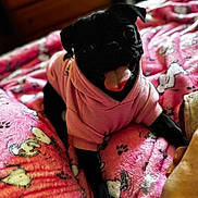 Luci joined the competition — help win amazing prizes! animal, bedroom, black_dog, blanket, canine, cozy, cute, dog, dog_pattern, furniture, happy, indoor, paw_prints, pet, pink_hoodie, pug, resting, soft_texture, tongue_out, warm