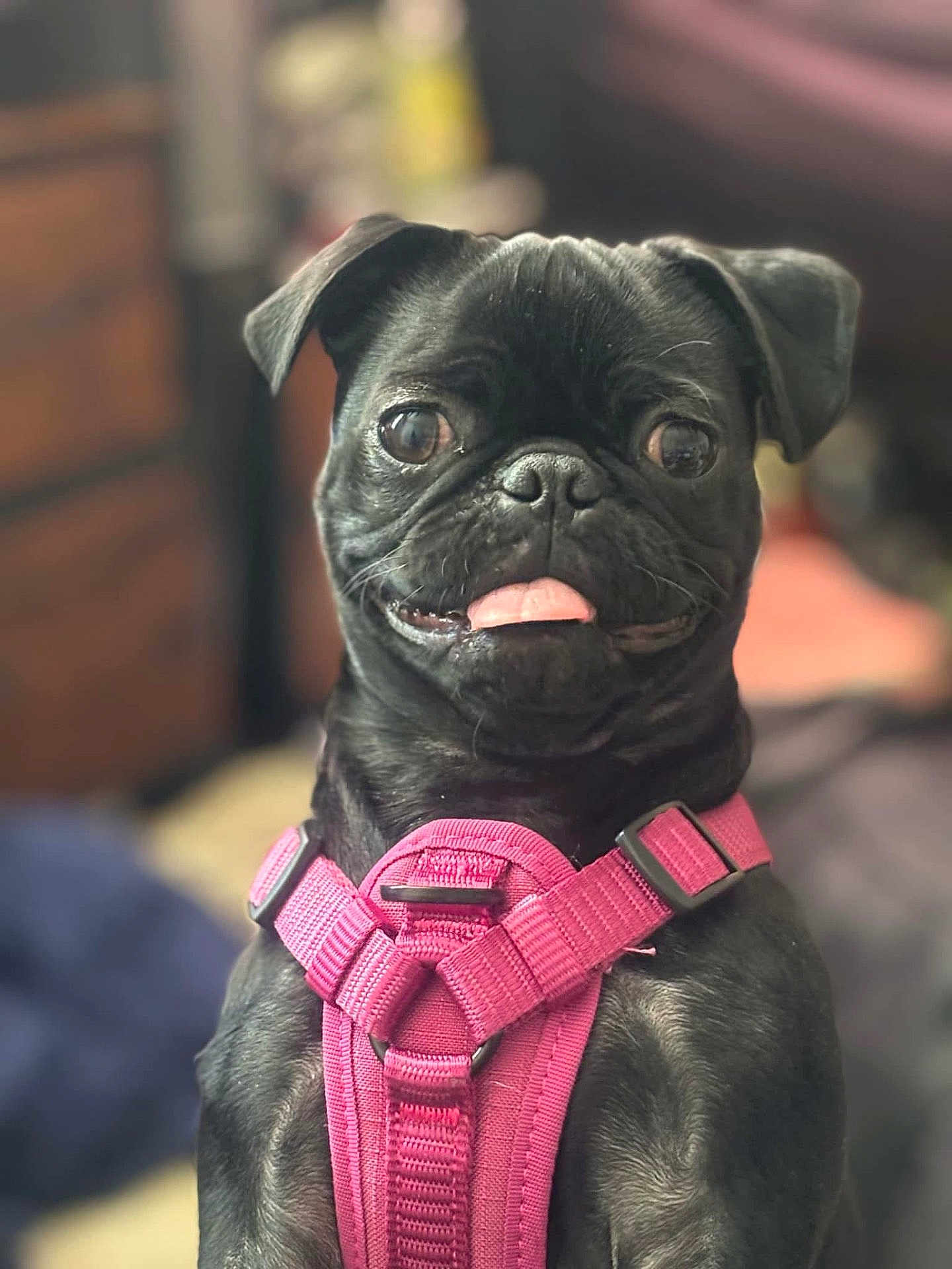 Luci