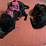 Luci is registered to the contest to win money with this photo: animal, ball, black_dog, brown_dog, canine, companion, cozy, cute, dog, domestic, fur, indoor, laying_down, pet, pink_harness, playing, quilted_surface, relaxed, resting, two_dogs